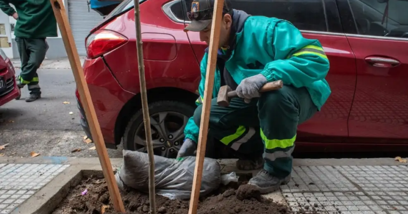 “Plan de Arbolado 2024″ de CABA: expertos sugieren cambios y mejoras